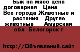 Бык на мясо цена договарная › Цена ­ 300 - Все города Животные и растения » Другие животные   . Амурская обл.,Белогорск г.